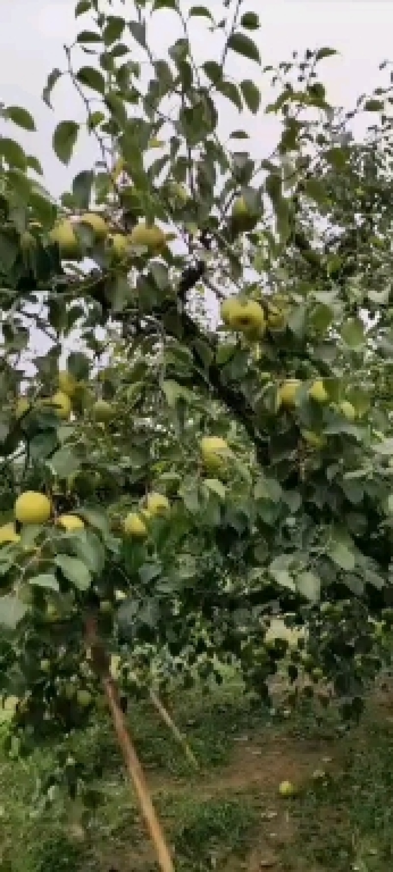 百年老树砀山梨沙河地汁多酥翠百年老树量大优惠