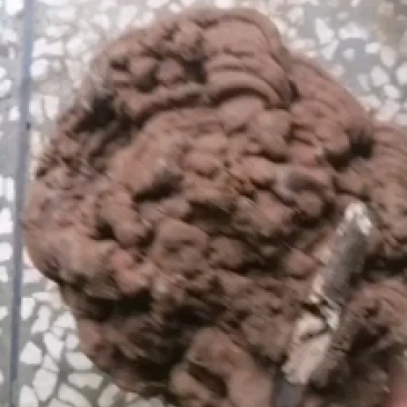 野生木灵芝，物美价廉，好货不多，现在货，需要的速度下单来