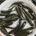 草鱼苗6-10公分抗病毒能力强包邮全国发货