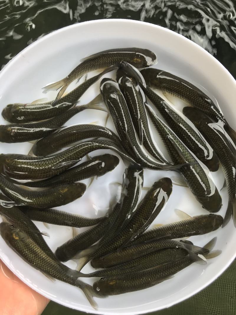 草鱼苗6-10公分抗病毒能力强包邮全国发货