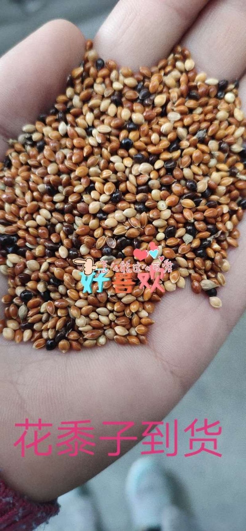 花黍子，精选黍子，鸟粮，厂家直销