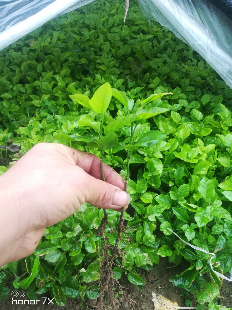 黄皮果小苗，黄皮果芽苗出售，小苗及种子出售