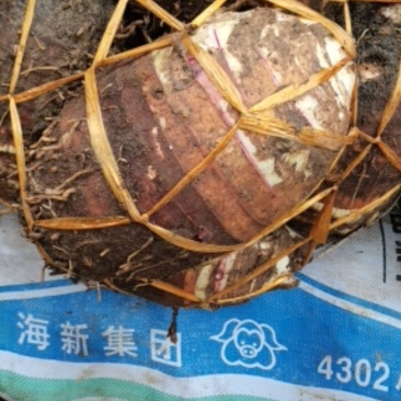 福建省长汀县槟榔芋芋头