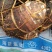 福建省长汀县槟榔芋芋头