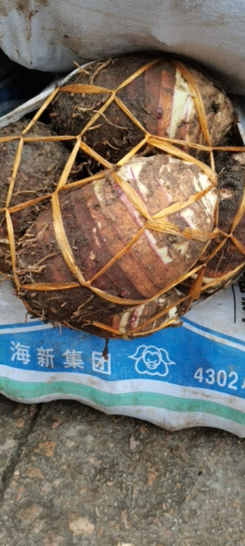 福建省长汀县槟榔芋芋头