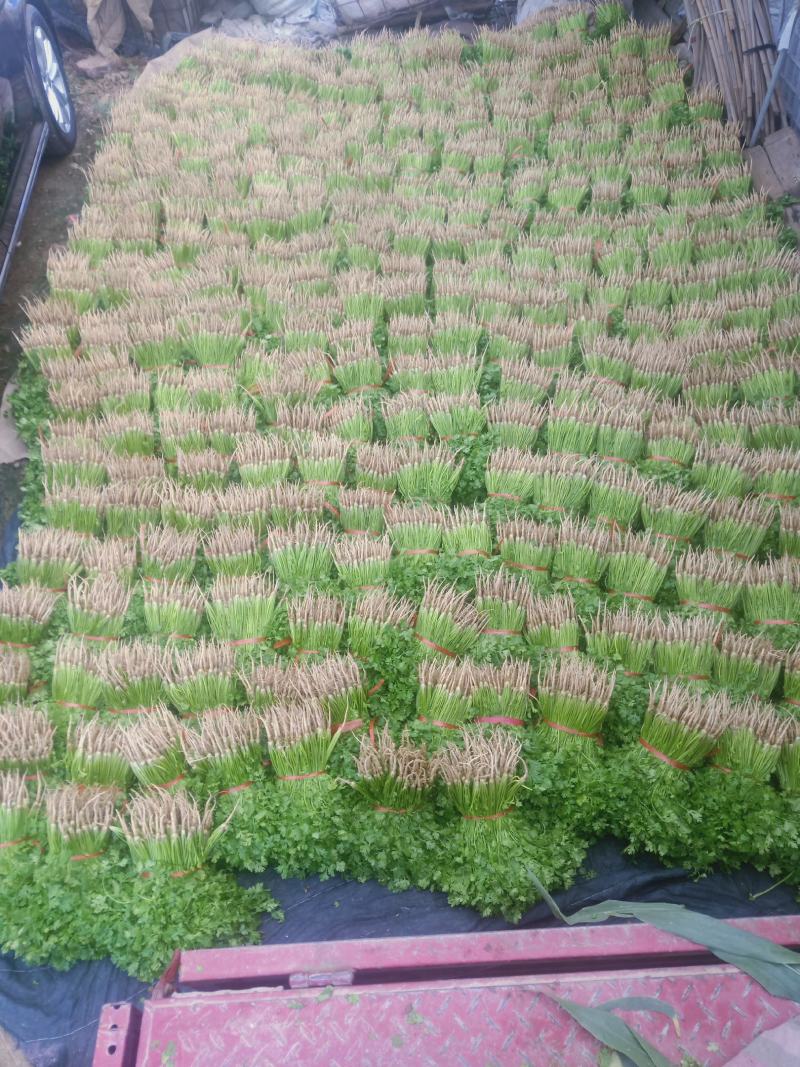 香菜四月十号到十月份都有货