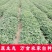 2020年新鲜湿花生现挖现发