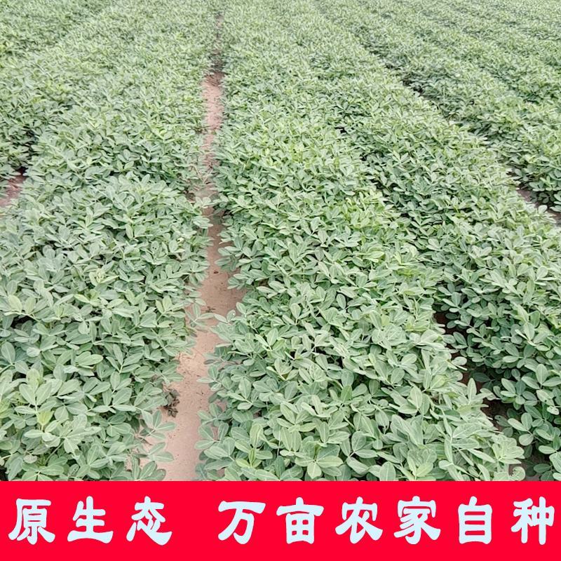 2020年新鲜湿花生现挖现发