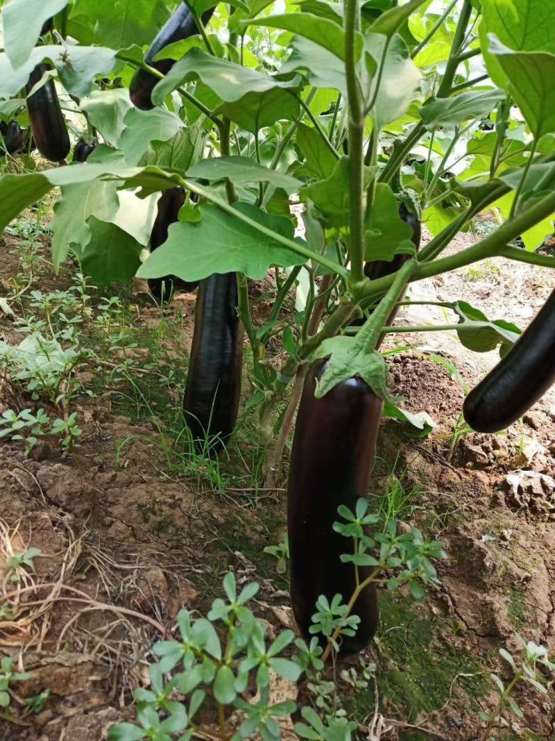 寿光市魏氏农业科技有限公司专业嫁接茄子苗