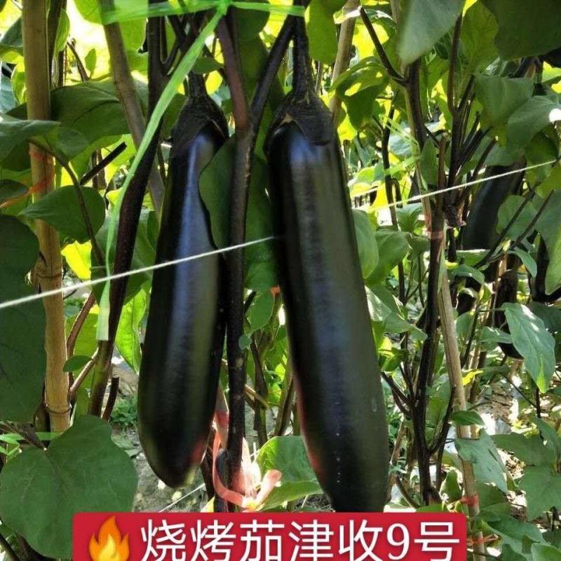 寿光市魏氏农业科技有限公司专业嫁接茄子苗