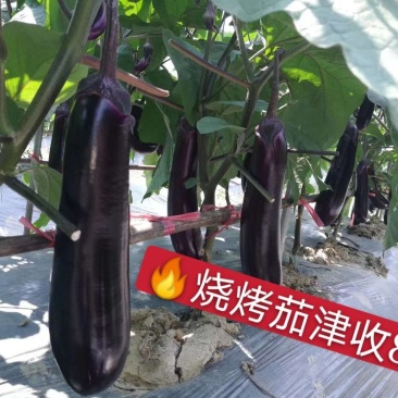 寿光市魏氏农业科技有限公司专业嫁接茄子苗
