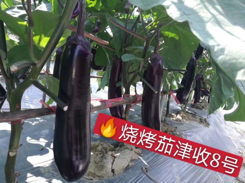 寿光市魏氏农业科技有限公司专业嫁接茄子苗