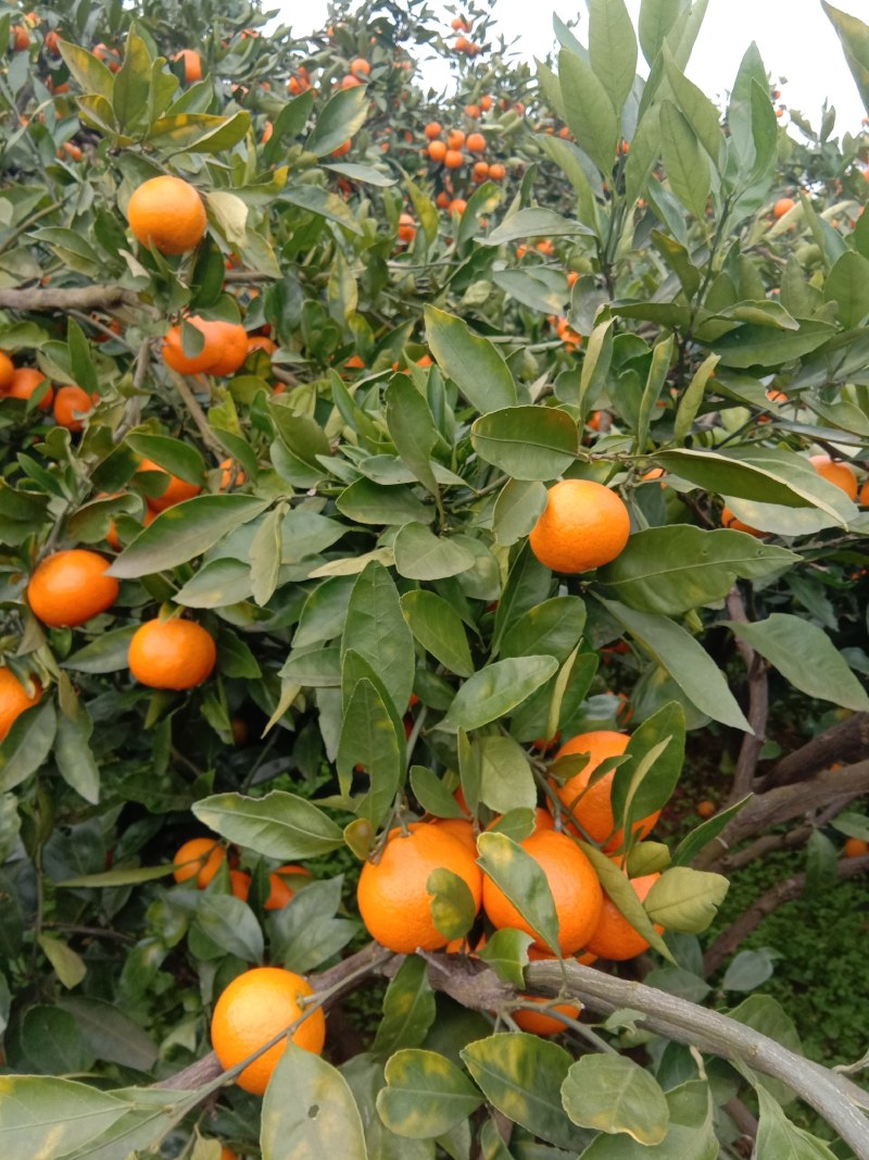 蜜桔，早熟蜜桔，果园看货采摘，坡地种植皮薄光亮口感甜，