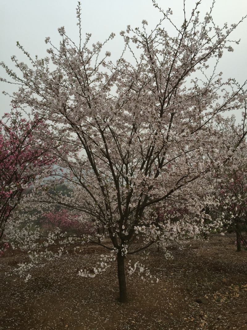 早樱小苗早樱小苗早樱小苗早樱小苗染井吉野小苗小苗