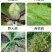噻菌铜柑橘溃疡病软腐病叶斑病水稻细菌性条斑病杀菌剂龙克均