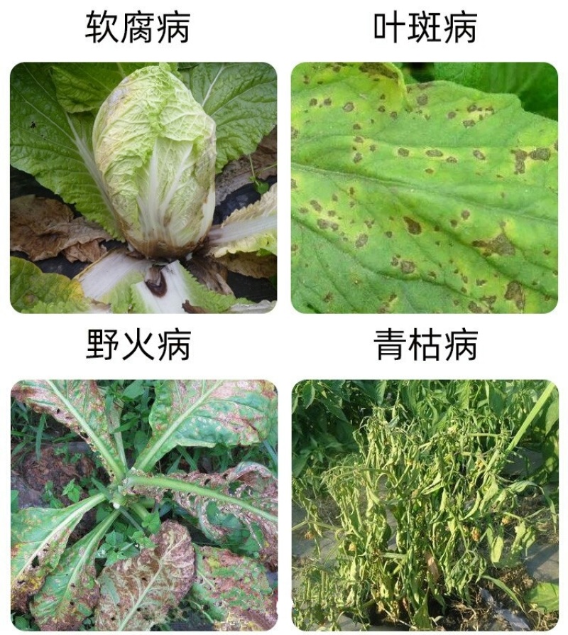 噻菌铜柑橘溃疡病软腐病叶斑病水稻细菌性条斑病杀菌剂龙克均