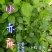贵州毕节古夜郎大地野生全草中药材小赤麻小红活麻