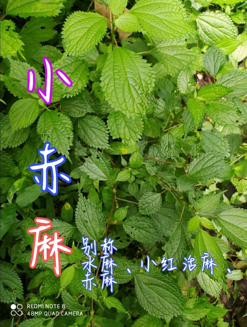 贵州毕节古夜郎大地野生全草中药材小赤麻小红活麻