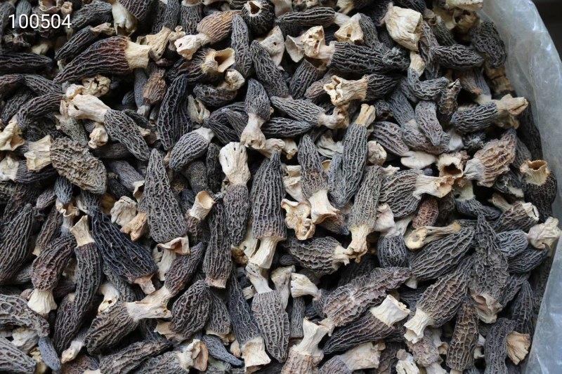 AA小号羊肚菌,1斤510元。