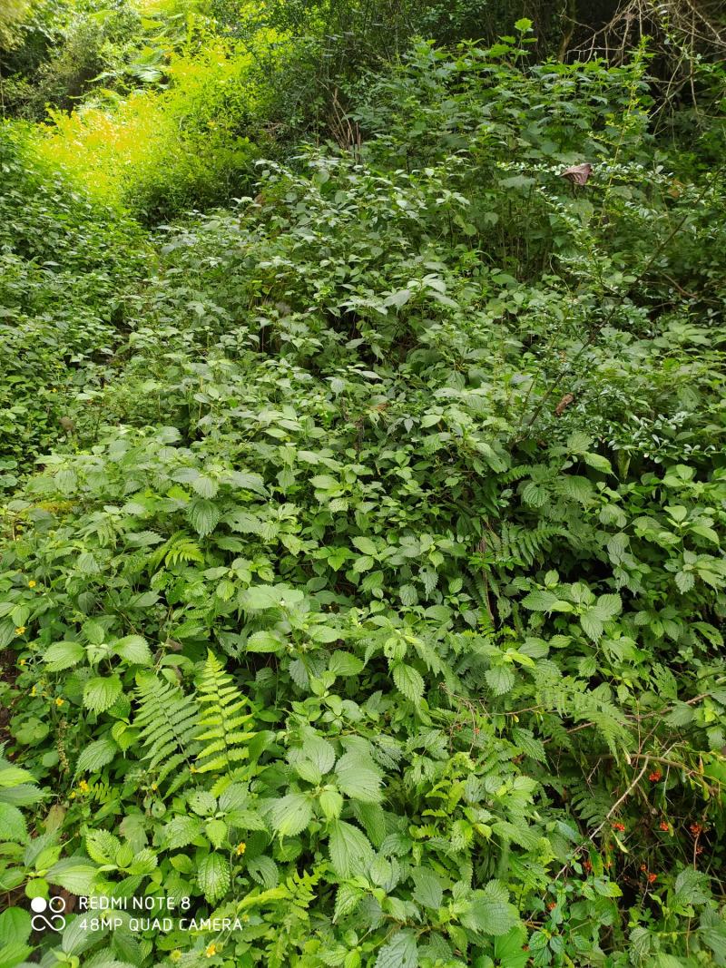 贵州毕节古夜郎大地野生全草中药材小赤麻小红活麻