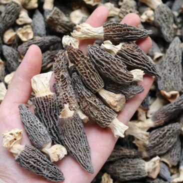 AA小号羊肚菌,1斤510元。