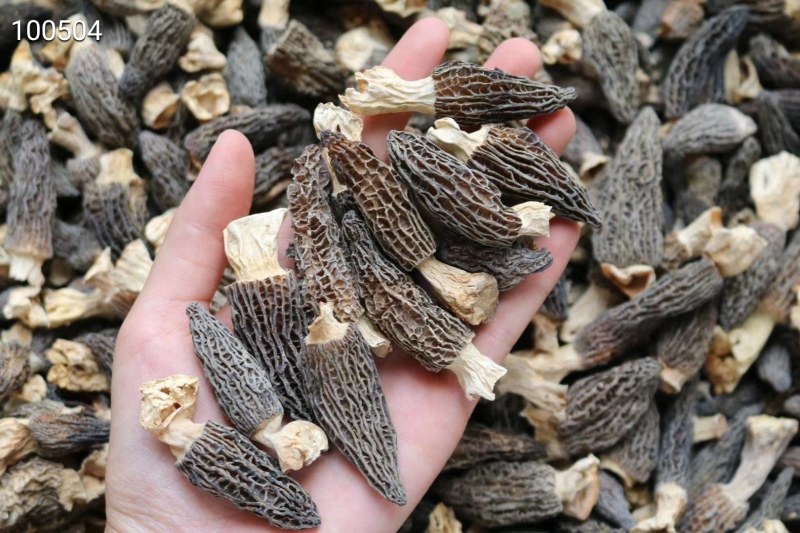 AA小号羊肚菌,1斤510元。