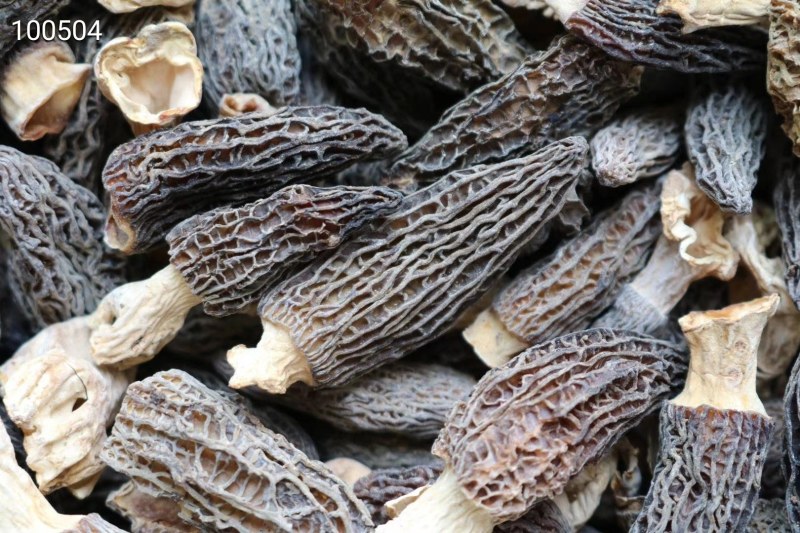 AA小号羊肚菌,1斤510元。