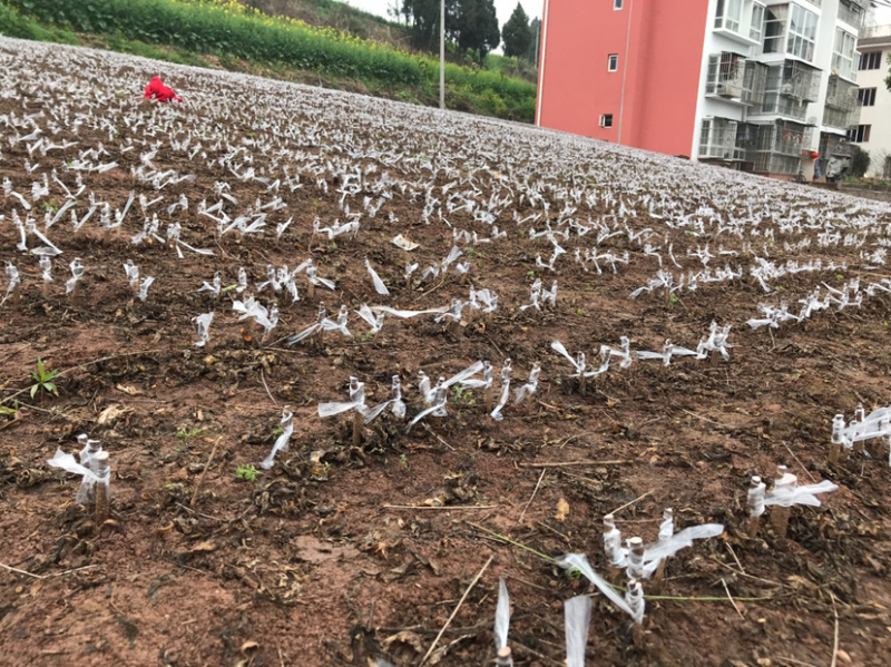 【嫁接】李子苗新品种晚熟当年种植当年挂果蜂糖李子树苗