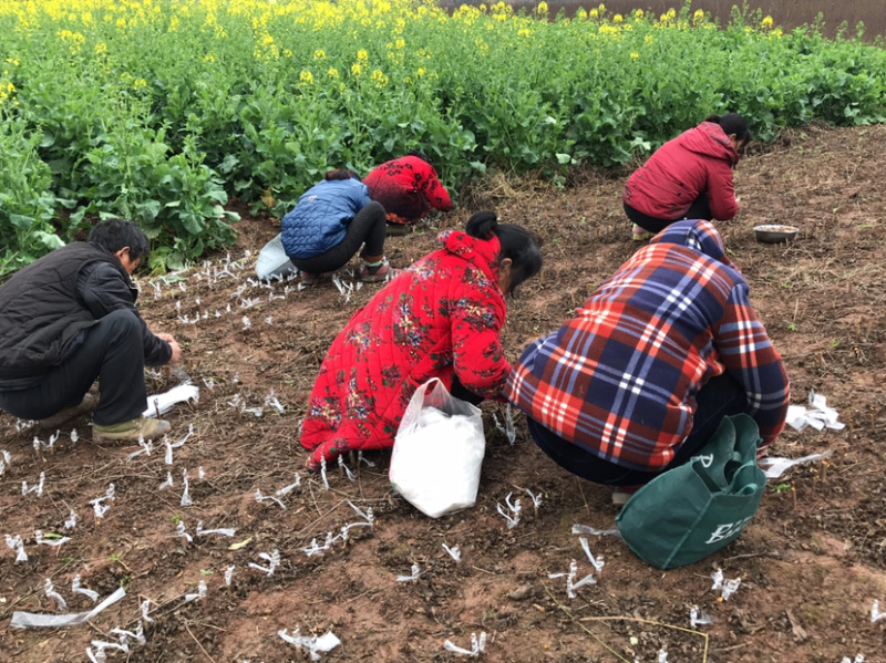 【嫁接】李子苗新品种晚熟当年种植当年挂果蜂糖李子树苗