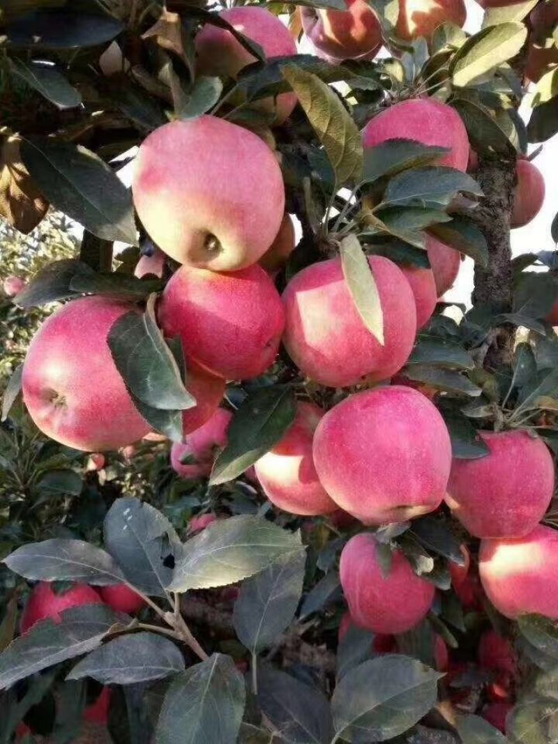 山东红富苹果，个头大，颜色好，