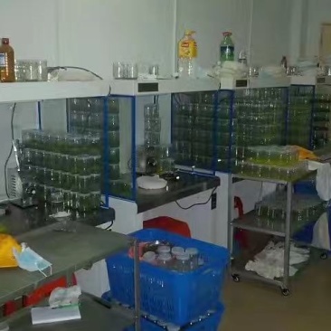 广29瓶苗桉树组培苗（华湛桉树组培厂）