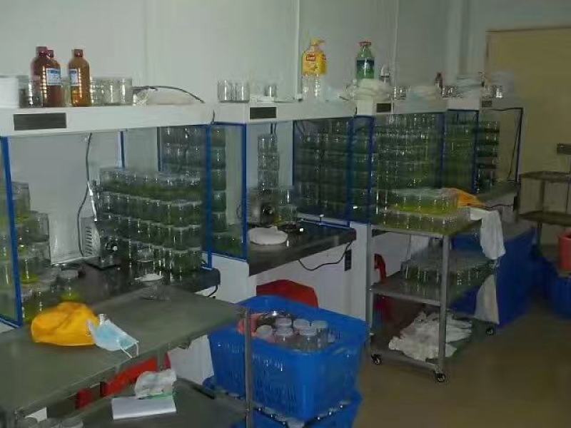 广29瓶苗桉树组培苗（华湛桉树组培厂）
