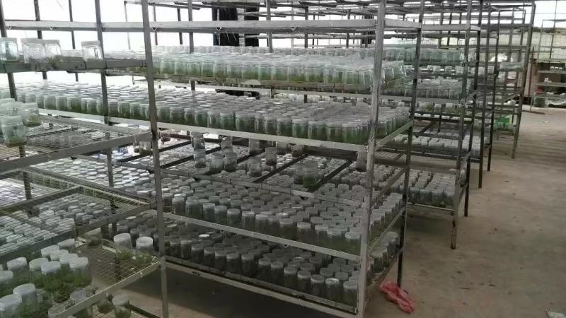 广29瓶苗桉树组培苗（华湛桉树组培厂）