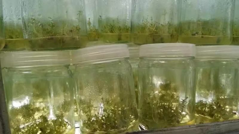 广29瓶苗桉树组培苗（华湛桉树组培厂）