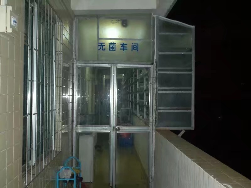 广29瓶苗桉树组培苗（华湛桉树组培厂）