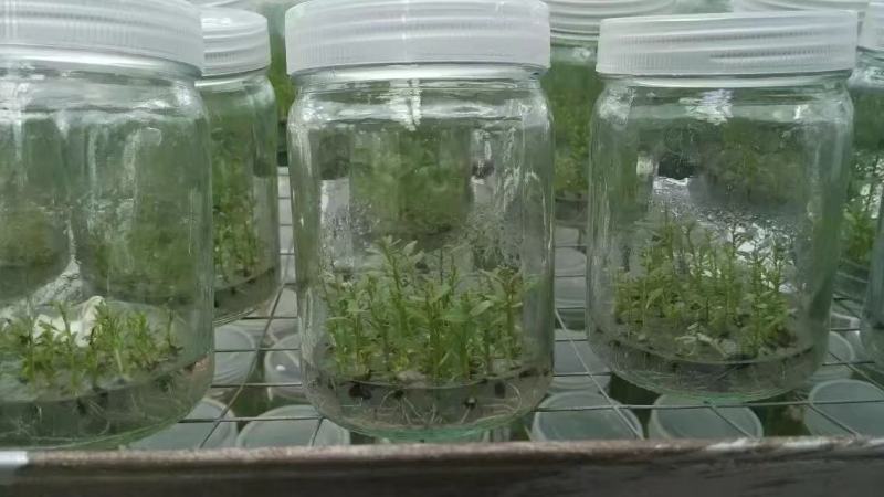 广29瓶苗桉树组培苗（华湛桉树组培厂）