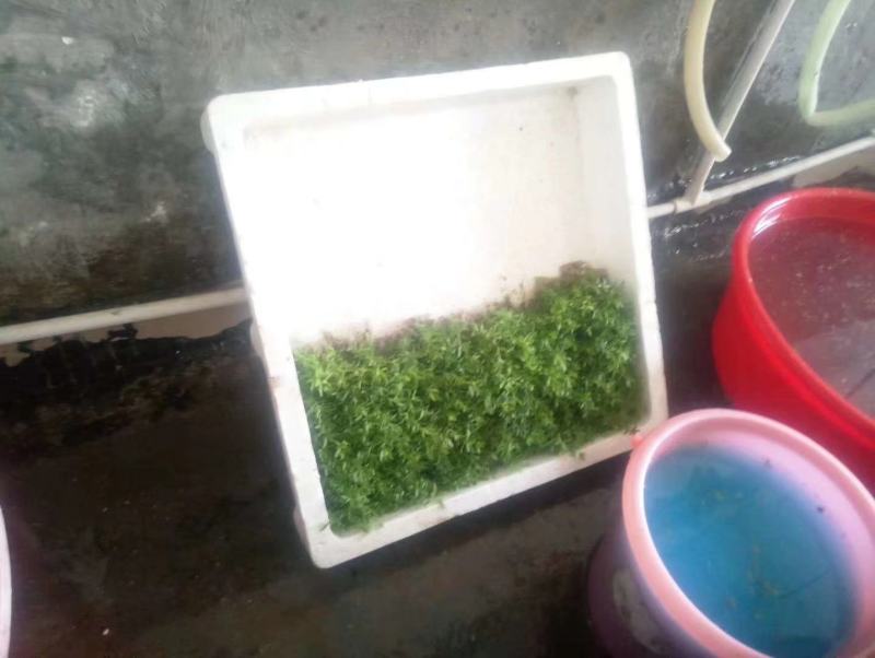 广29瓶苗桉树组培苗（华湛桉树组培厂）