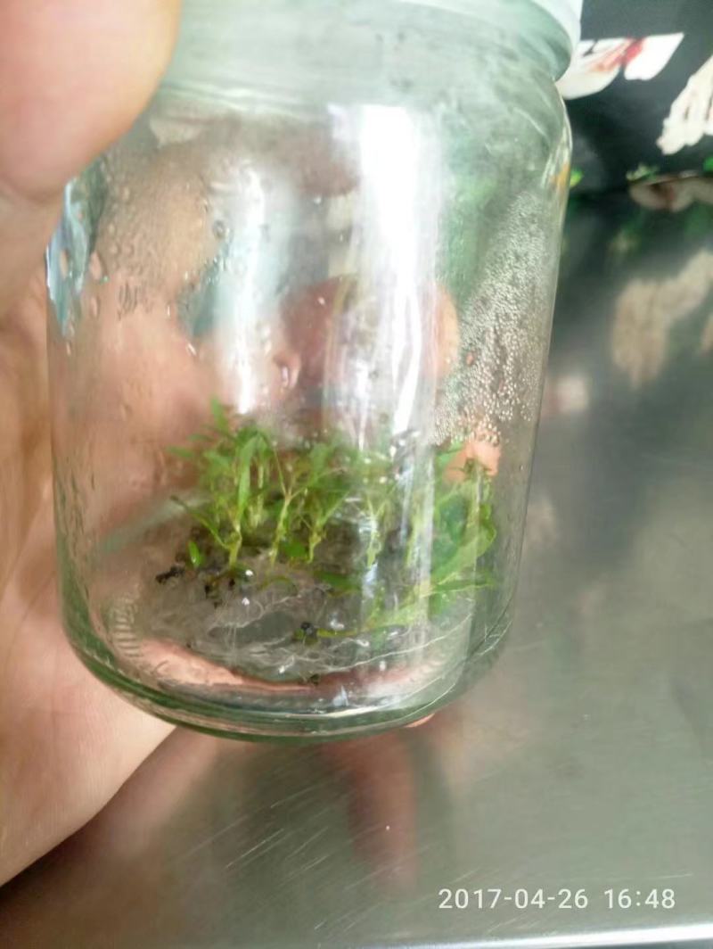 广29瓶苗桉树组培苗（华湛桉树组培厂）