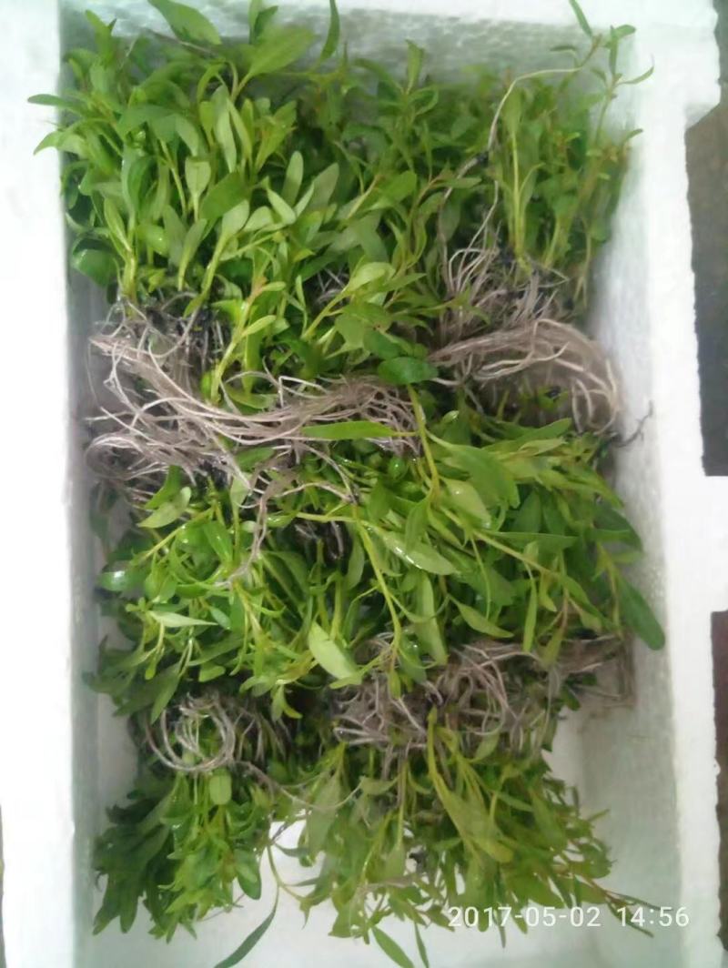 广29瓶苗桉树组培苗（华湛桉树组培厂）