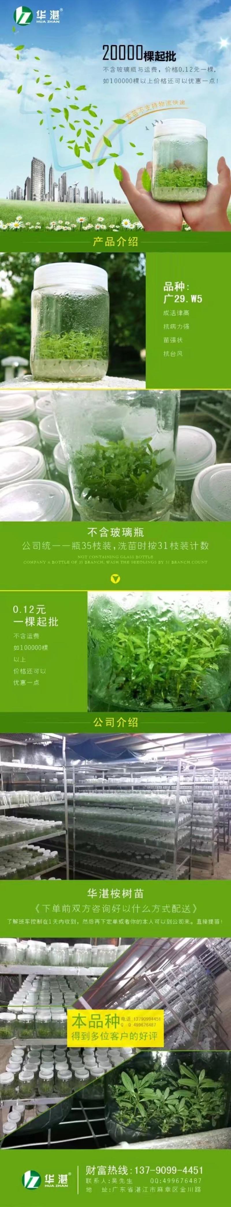 广29瓶苗桉树组培苗（华湛桉树组培厂）