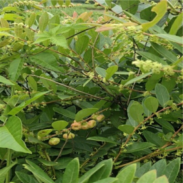 新鲜现采野生漆大姑枝叶包邮