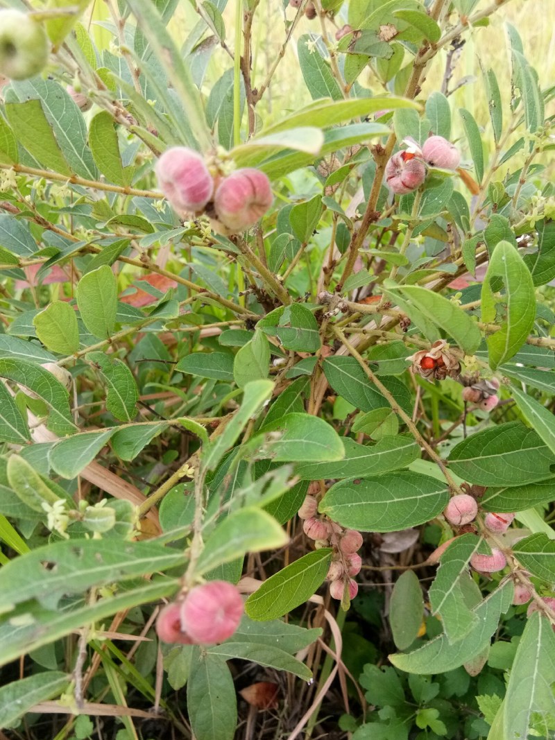 新鲜现采野生漆大姑枝叶包邮
