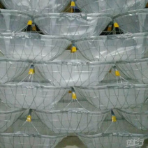 不锈钢丝篮子、瓜果蔬菜采摘筐、钢丝篮竹篮、免费代理