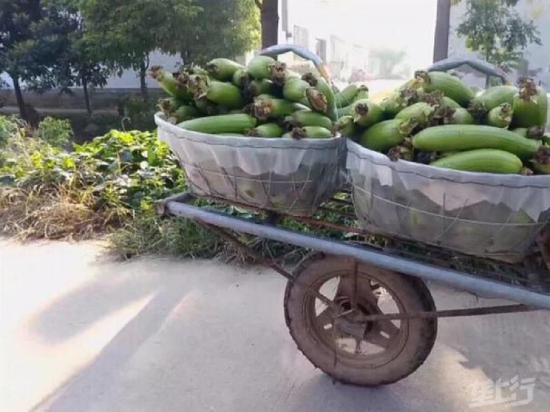 不锈钢丝篮子、瓜果蔬菜采摘筐、钢丝篮竹篮、免费代理