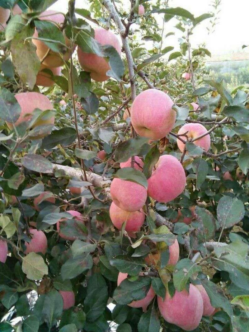 山东苹果红星苹果批发产地