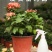 【菊花季】盆栽带花苞室内阳台四季开花耐寒菊花苗花卉