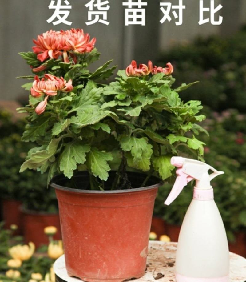 【菊花季】盆栽带花苞室内阳台四季开花耐寒菊花苗花卉