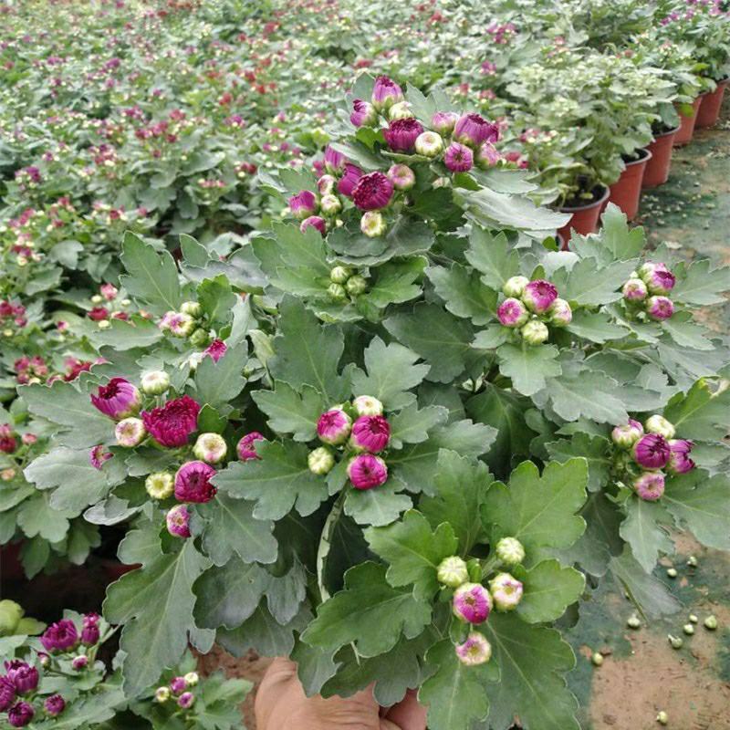 【菊花季】盆栽带花苞室内阳台四季开花耐寒菊花苗花卉