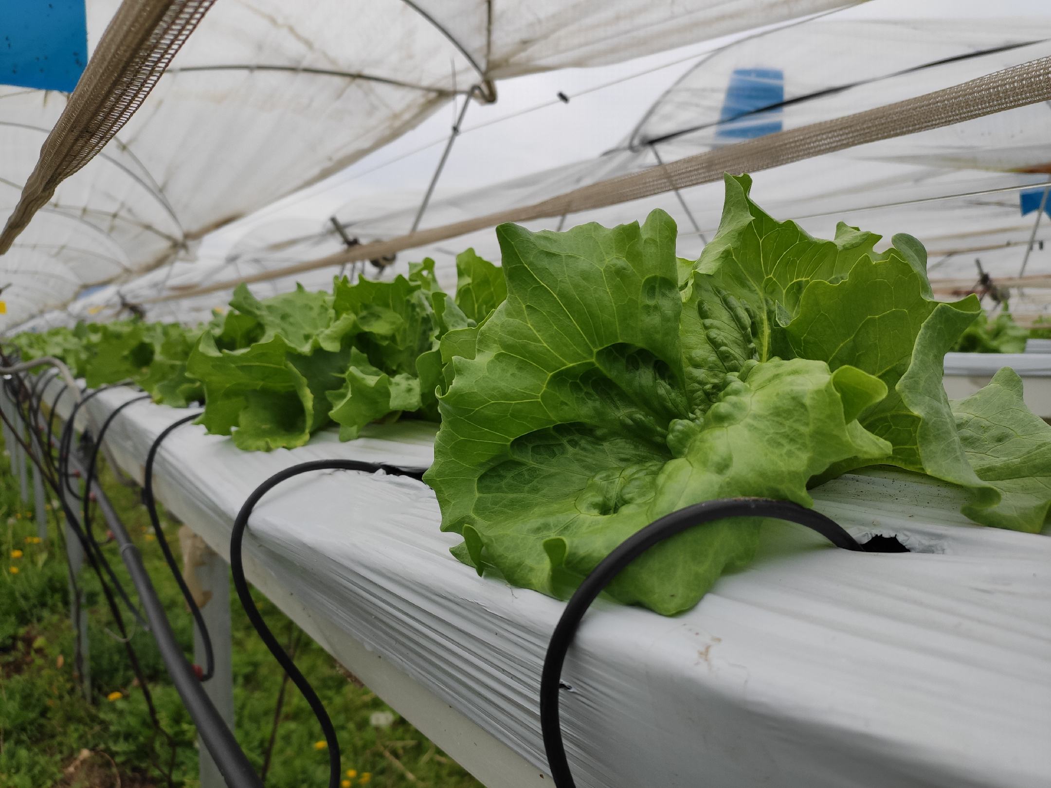 蒸锅中正在蒸熟的生菜,颜色鲜绿,叶片饱满 蒸锅中蒸熟的生菜