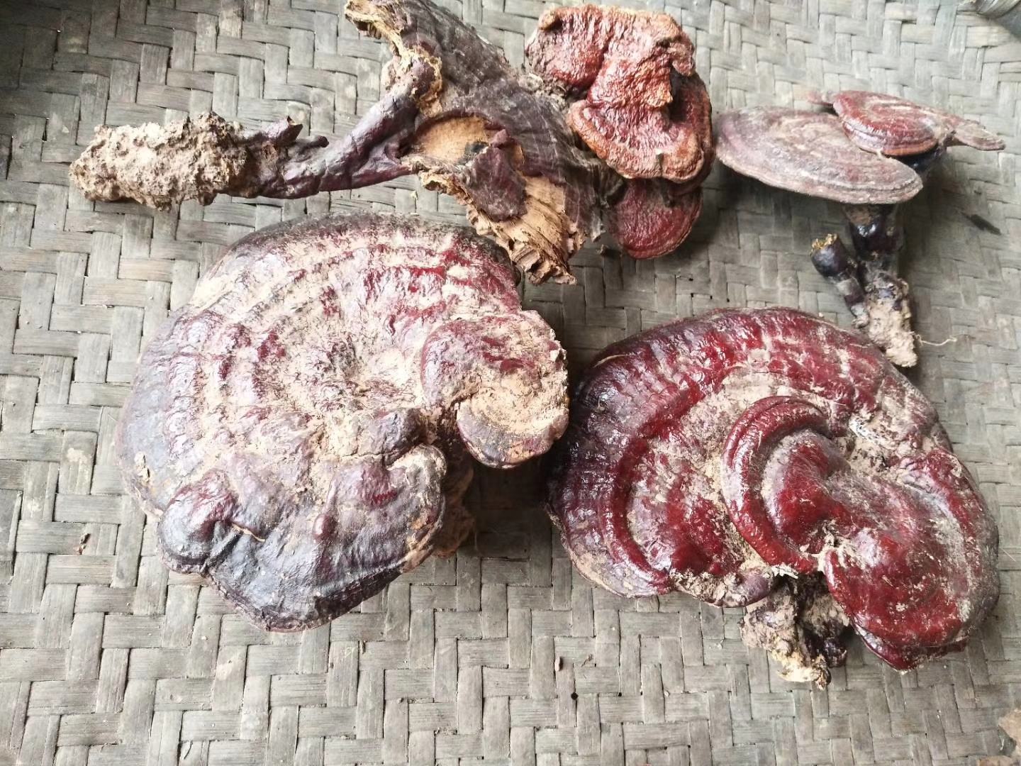 赤灵芝孢子粉成品展示图
